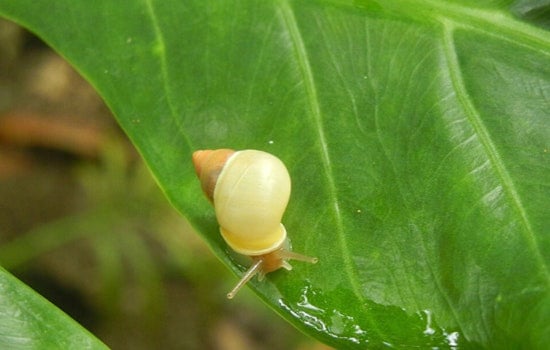 34 Rare Guam Snails Escape Typhoon Bavi, Find New Home at St. Louis Zoo