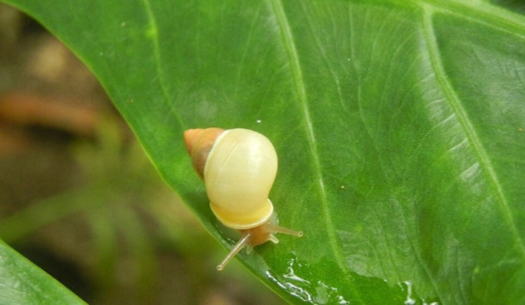 34 Rare Guam Snails Escape Typhoon Bavi, Find New Home at St. Louis Zoo