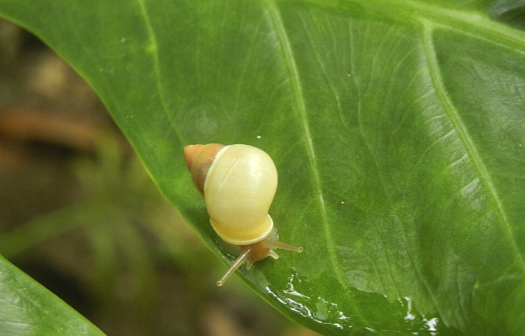 34 Rare Guam Snails Escape Typhoon Bavi, Find New Home at St. Louis Zoo