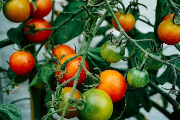 35-Plus Tomatoes Face Off at Free Cuyahoga Valley Tasting Festival