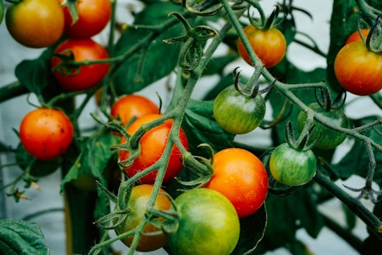 35-Plus Tomatoes Face Off at Free Cuyahoga Valley Tasting Festival