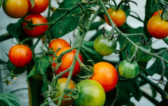 35-Plus Tomatoes Face Off at Free Cuyahoga Valley Tasting Festival