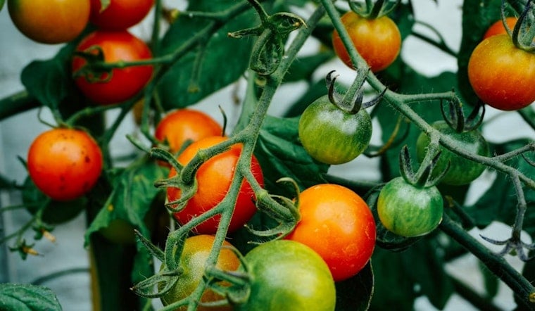 35-Plus Tomatoes Face Off at Free Cuyahoga Valley Tasting Festival