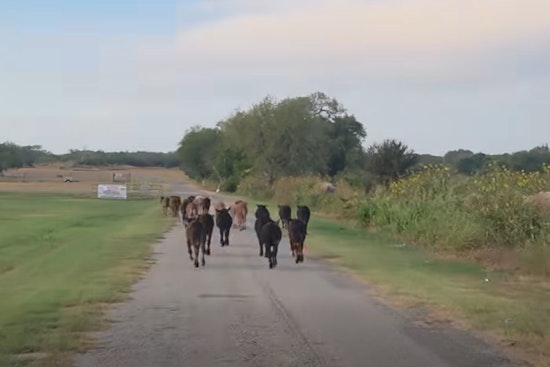 40 Calves Bolt Show Barn, Storm Pleasanton Chili's Lot Before Rodeo
