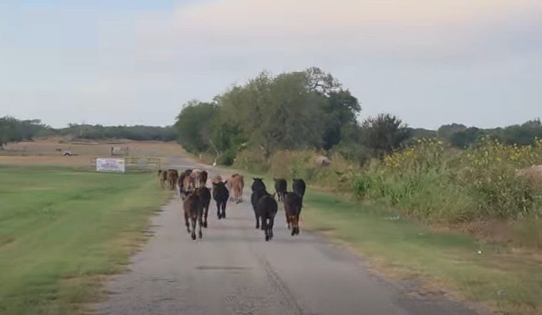 40 Calves Bolt Show Barn, Storm Pleasanton Chili's Lot Before Rodeo