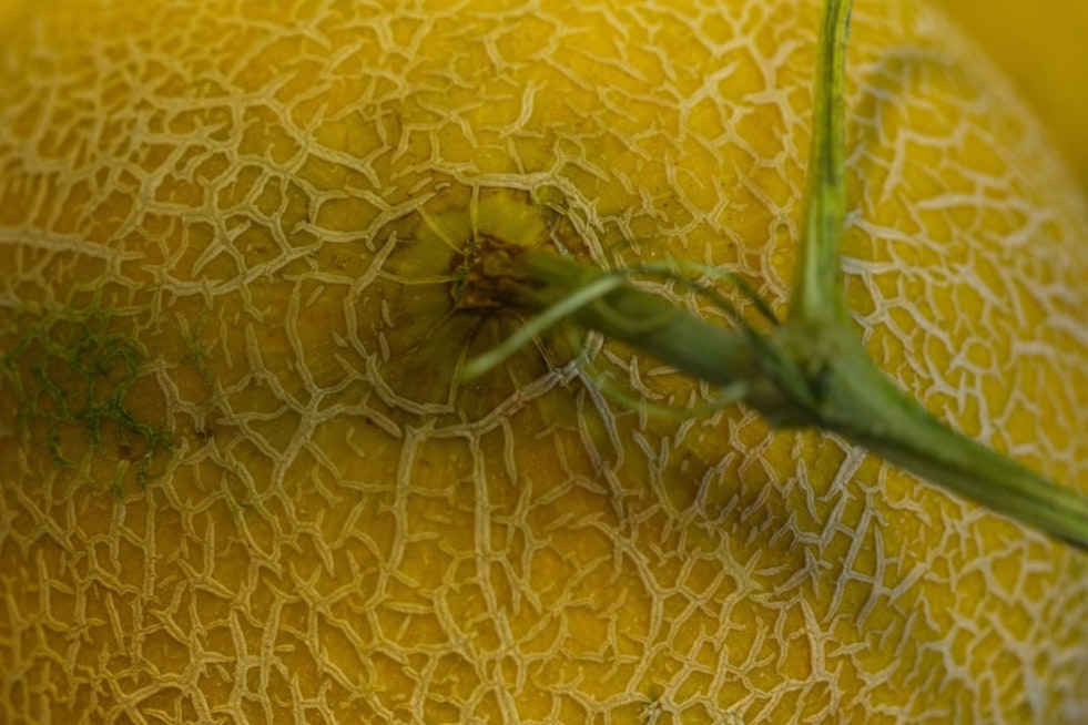 4.25 Million Gallons of Sewage Foul Arkansas River, Threaten Rocky Ford Melons