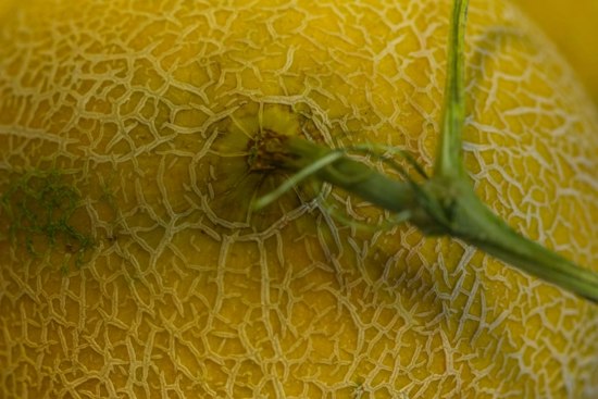 4.25 Million Gallons of Sewage Foul Arkansas River, Threaten Rocky Ford Melons