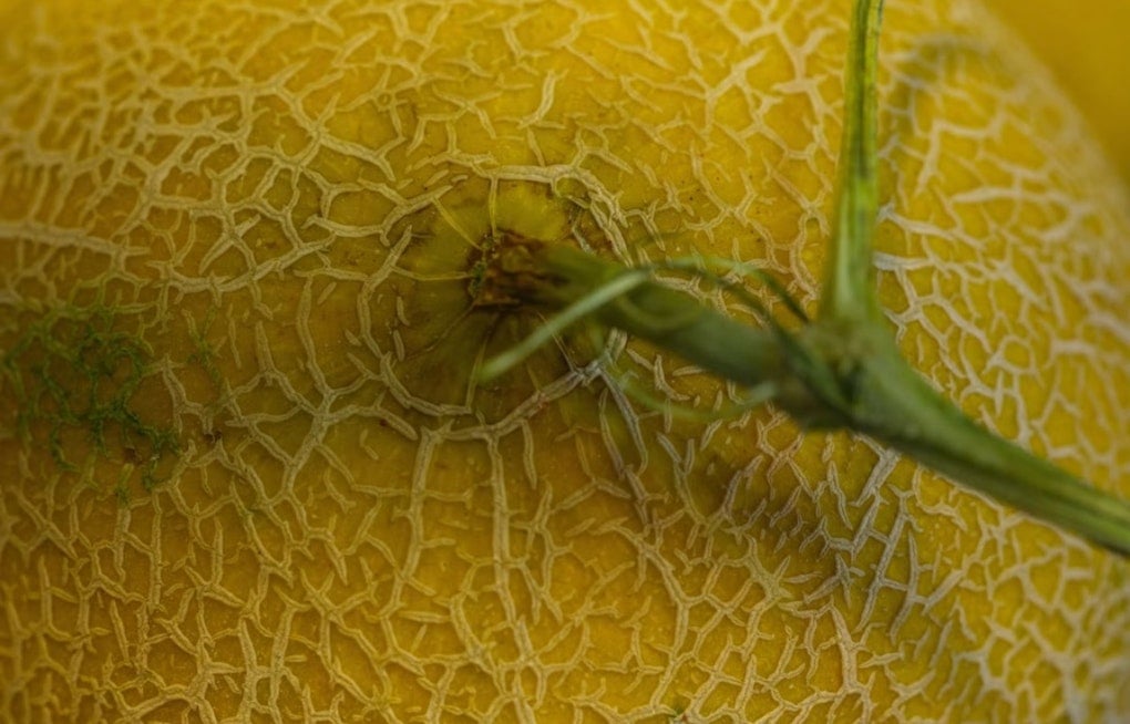 4.25 Million Gallons of Sewage Foul Arkansas River, Threaten Rocky Ford Melons
