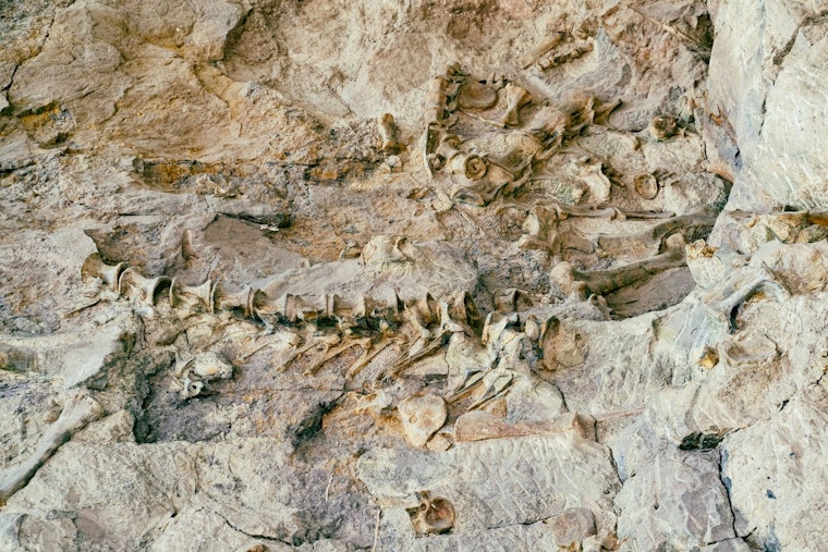 500 Ice Age Fossils Surfaced Under Wilshire Boulevard — Here's Where They Landed