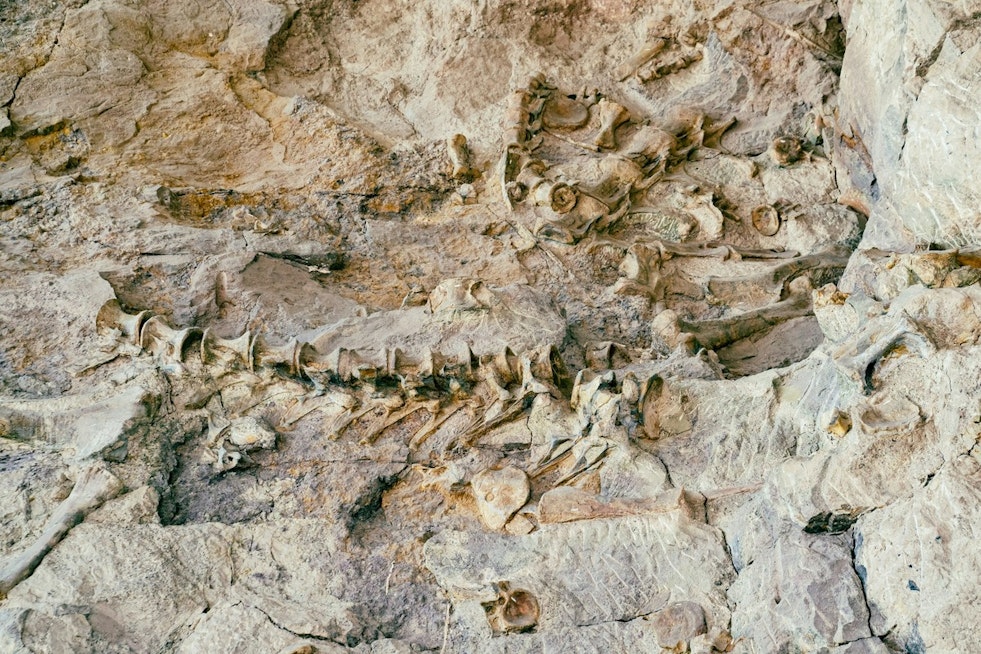 500 Ice Age Fossils Surfaced Under Wilshire Boulevard — Here's Where They Landed