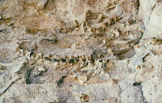 500 Ice Age Fossils Surfaced Under Wilshire Boulevard — Here's Where They Landed