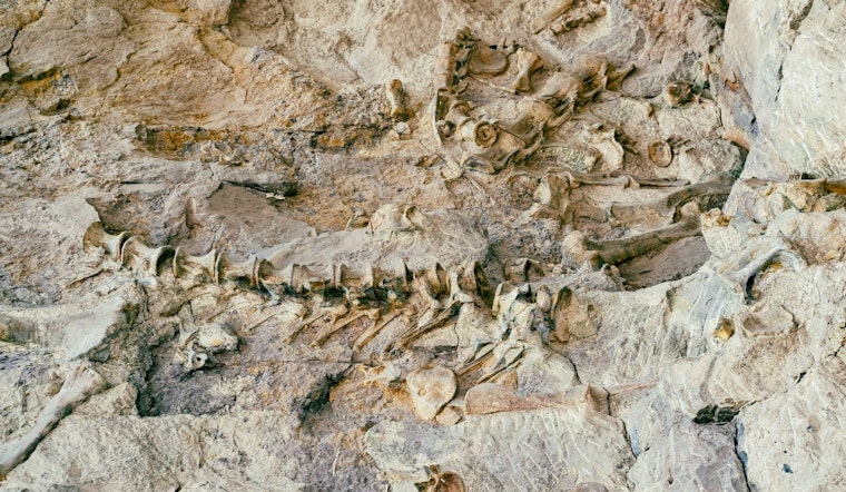 500 Ice Age Fossils Surfaced Under Wilshire Boulevard — Here's Where They Landed