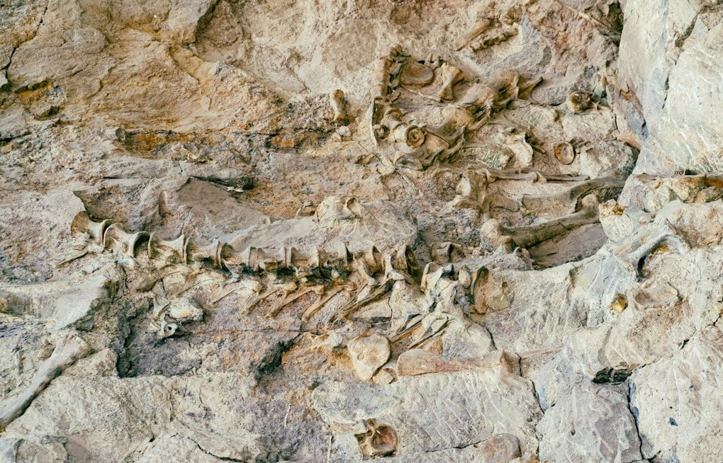 500 Ice Age Fossils Surfaced Under Wilshire Boulevard — Here's Where They Landed