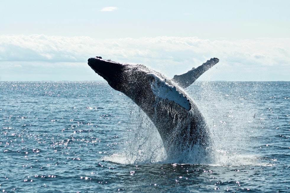 500th Humpback Crashes NYC Waters As Whale Comeback Collides With Ship Traffic