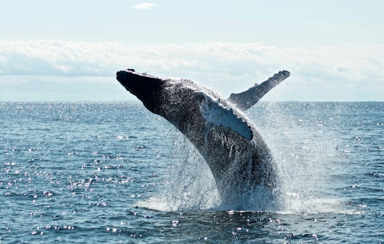 500th Humpback Crashes NYC Waters As Whale Comeback Collides With Ship Traffic