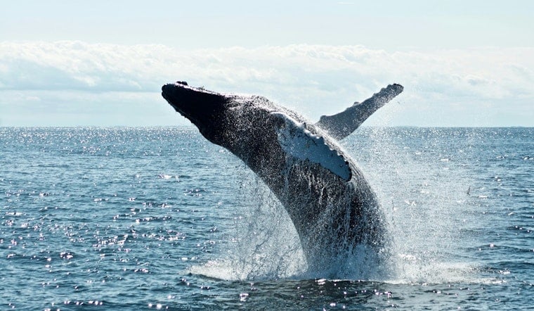 500th Humpback Crashes NYC Waters As Whale Comeback Collides With Ship Traffic