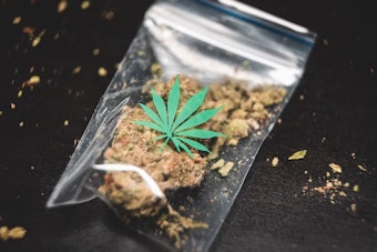 600 Pounds of Weed Vanished With No Charges, Now Haunts Savit's AG Bid