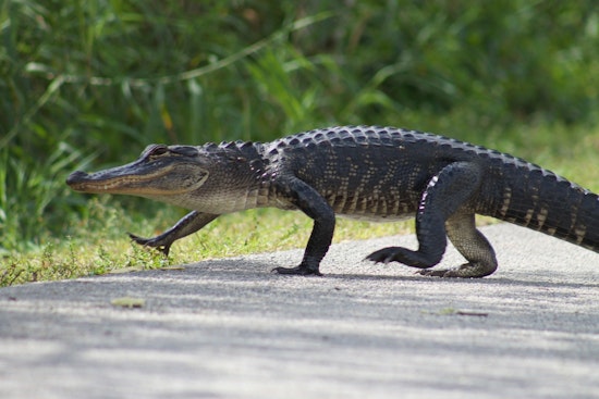 8-Foot Gator Crashes Tampa Hospital ER, Gets Escorted Off Property