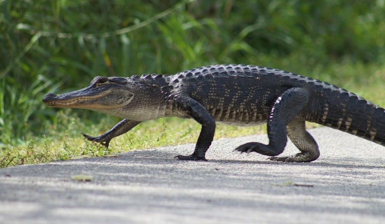 8-Foot Gator Crashes Tampa Hospital ER, Gets Escorted Off Property
