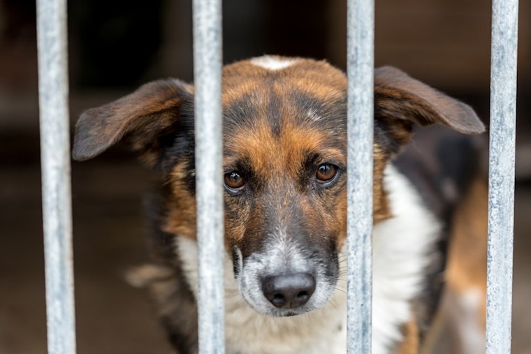 81 Dogs Pulled From Feces-Caked KCK Home, Rescuers Call It Worst They've Seen