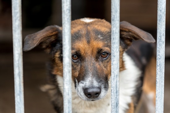81 Dogs Pulled From Feces-Caked KCK Home, Rescuers Call It Worst They've Seen
