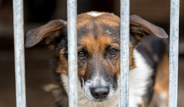 81 Dogs Pulled From Feces-Caked KCK Home, Rescuers Call It Worst They've Seen