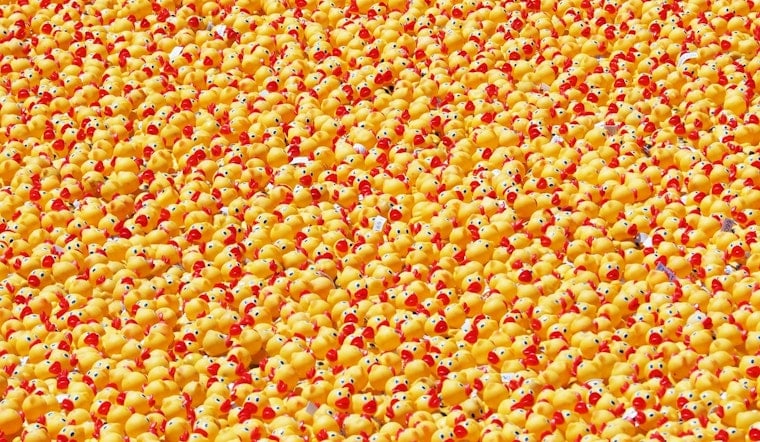 85,000 Rubber Ducks Flood Chicago River Thursday for Special Olympics Cash
