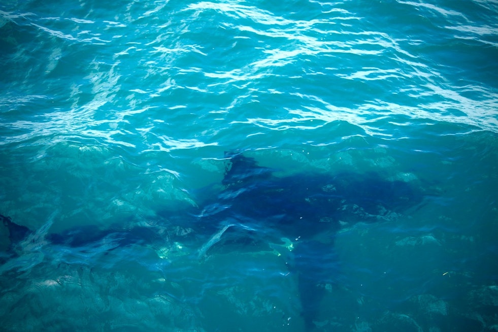 A Dozen White Sharks Swarm Scarborough Beach, Stunning 30-Year Veteran Officer