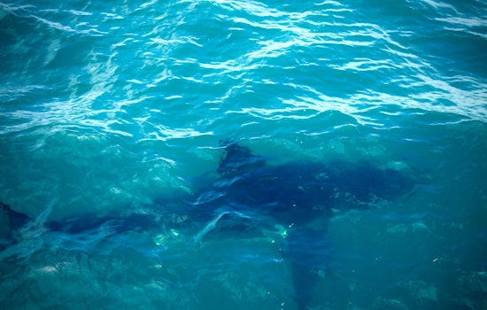 A Dozen White Sharks Swarm Scarborough Beach, Stunning 30-Year Veteran Officer