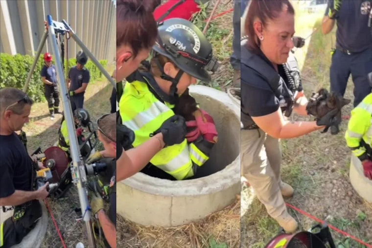 Adams County Firefighter Rescues Kitten From Well, Then Adopts Her