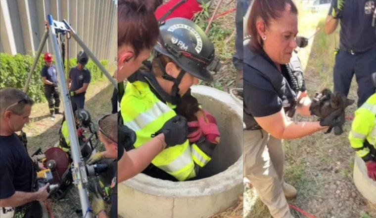 Adams County Firefighter Rescues Kitten From Well, Then Adopts Her