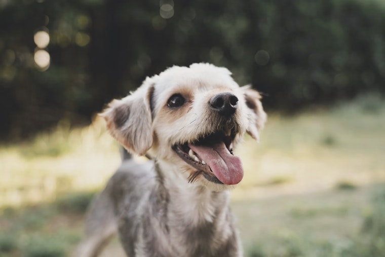 After 21 Dogs Died in Argyle Heatwave, NY Weighs Pet Boarding Licensing Law