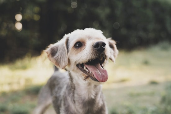 After 21 Dogs Died in Argyle Heatwave, NY Weighs Pet Boarding Licensing Law