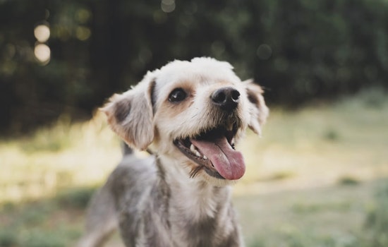 After 21 Dogs Died in Argyle Heatwave, NY Weighs Pet Boarding Licensing Law