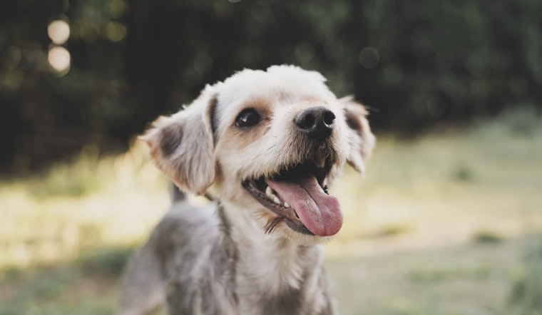 After 21 Dogs Died in Argyle Heatwave, NY Weighs Pet Boarding Licensing Law