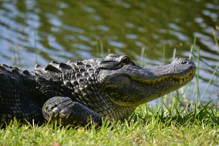 Alligator Drags Leashed Dog Into Lake Pontchartrain Near Kenner Pump Station
