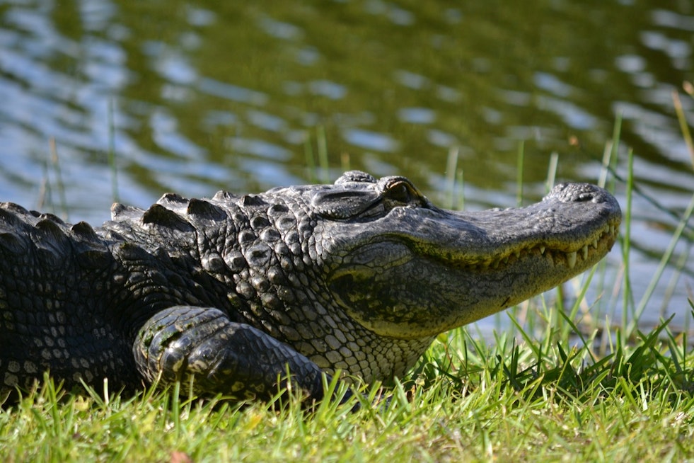Alligator Drags Leashed Dog Into Lake Pontchartrain Near Kenner Pump Station