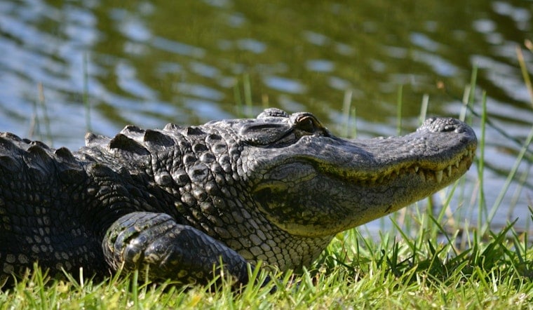 Alligator Drags Leashed Dog Into Lake Pontchartrain Near Kenner Pump Station