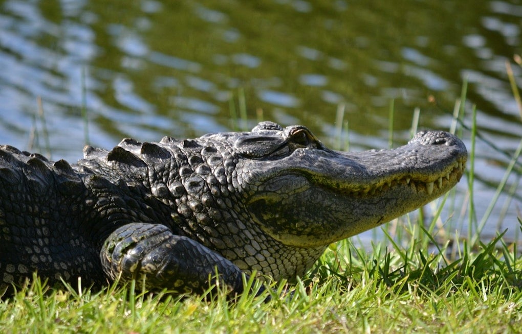 Alligator Drags Leashed Dog Into Lake Pontchartrain Near Kenner Pump Station