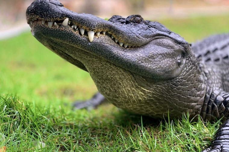 Alligator Strolls Down Miami Lakes Street, Driver Nudges It With Tow Truck