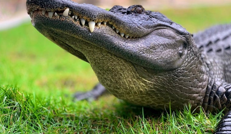 Alligator Strolls Down Miami Lakes Street, Driver Nudges It With Tow Truck