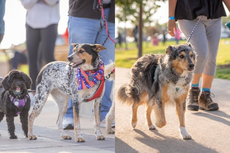 Arapahoe County's RexRun Returns With K9 Demos and a Hero Dog's Story