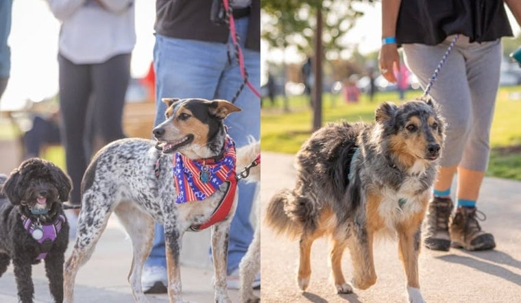Arapahoe County's RexRun Returns With K9 Demos and a Hero Dog's Story