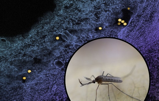 Arcadia Confirms First West Nile Case as San Gabriel Valley Sees Viral Surge