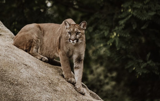 Arizona Sued Over Mountain Lion Hunts as Kittens Made Up Half the Kill