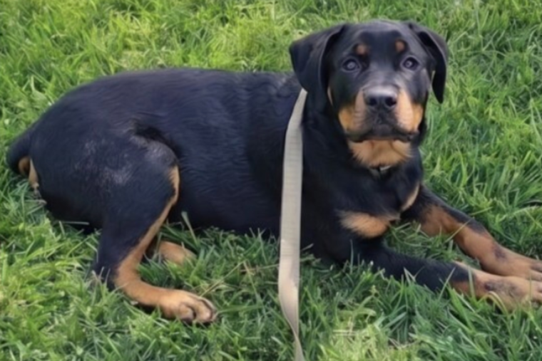 Army Veteran Killed in I-80 Crash Near Brookville, His Rottweiler Found Safe
