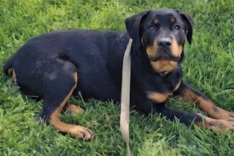 Army Veteran Killed in I-80 Crash Near Brookville, His Rottweiler Found Safe