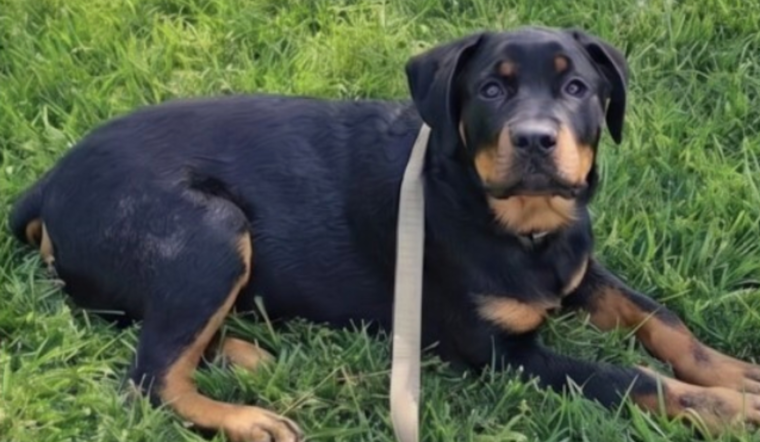 Army Veteran Killed in I-80 Crash Near Brookville, His Rottweiler Found Safe