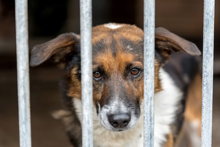 Ashland County Humane Society Pulls 72 Dogs From Breeder, Needs Help Fast
