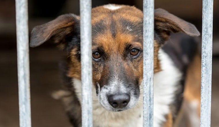 Ashland County Humane Society Pulls 72 Dogs From Breeder, Needs Help Fast